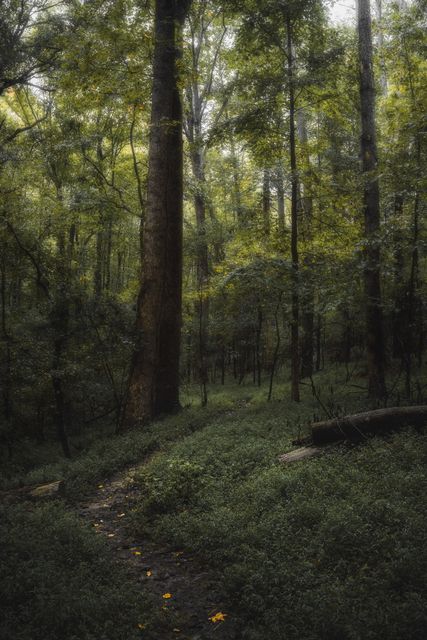 A thin path past a dark oak through low green undergrowth.
