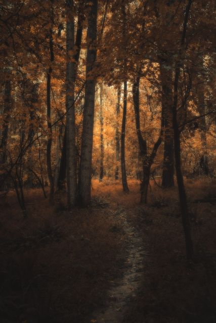Dark trunks against a copper glow, a dim path below.