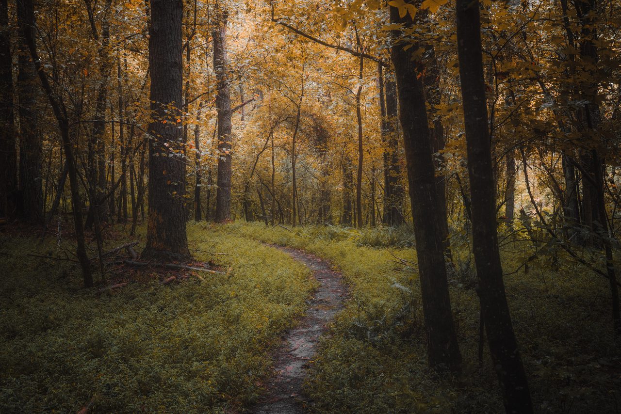 A path curving under a golden canopy past dark trunks.