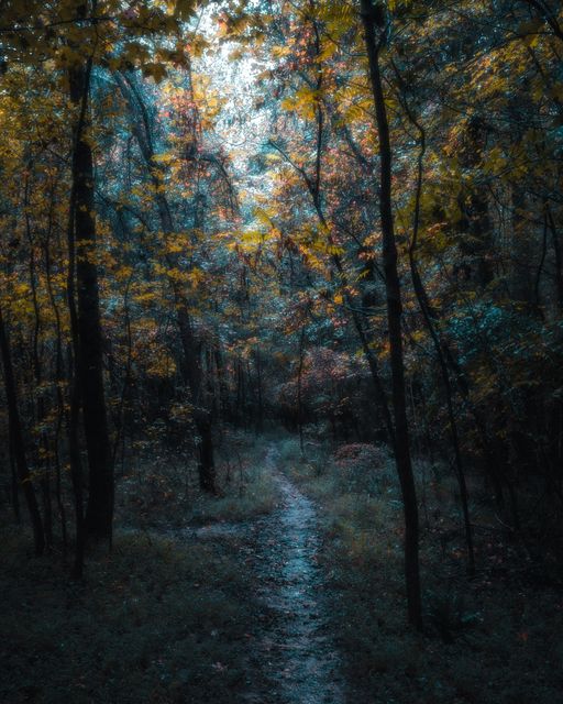 Yellow and teal leaves over a dark path, light breaking above.