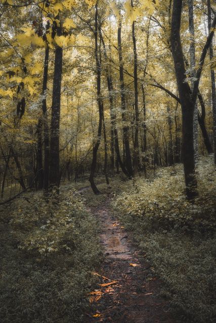 A wet path through a yellow green wood, orange litter on the mud.