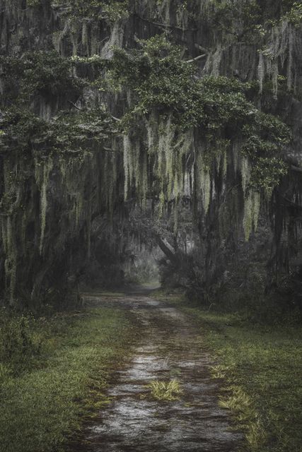 Spanish moss hanging over a wet track, palmetto in the fog.