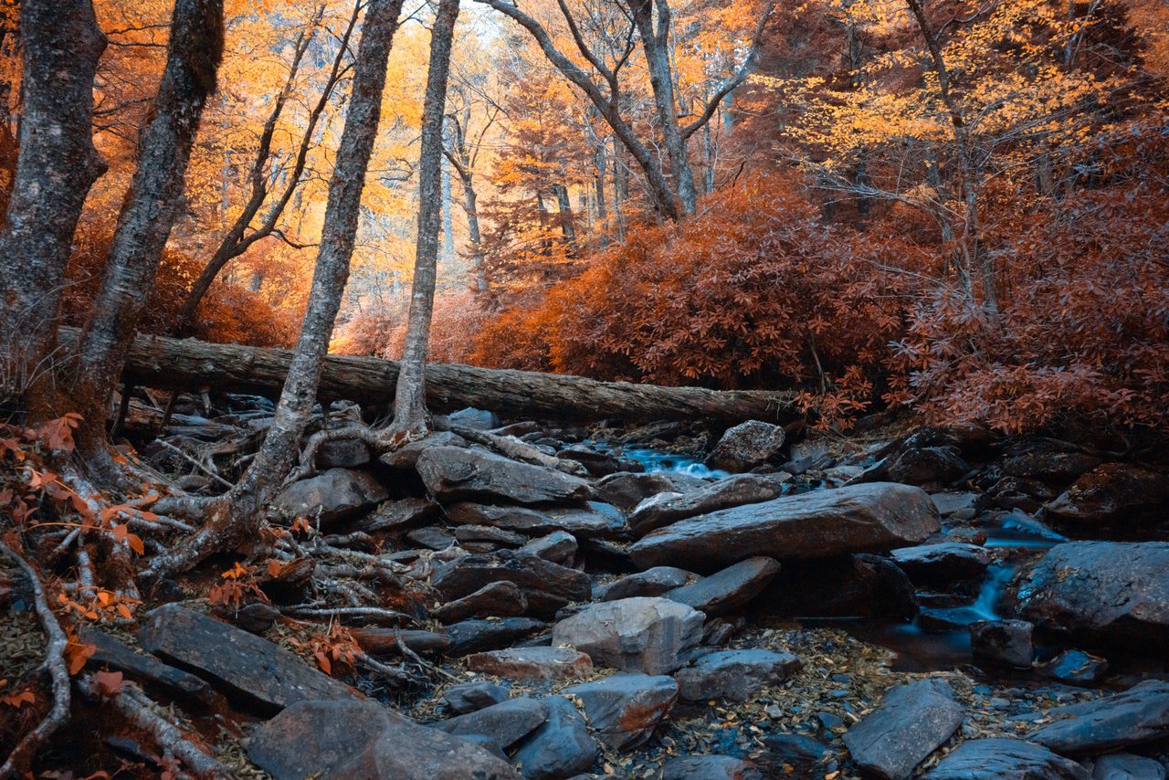 A fallen trunk over a stone stream in orange wood.