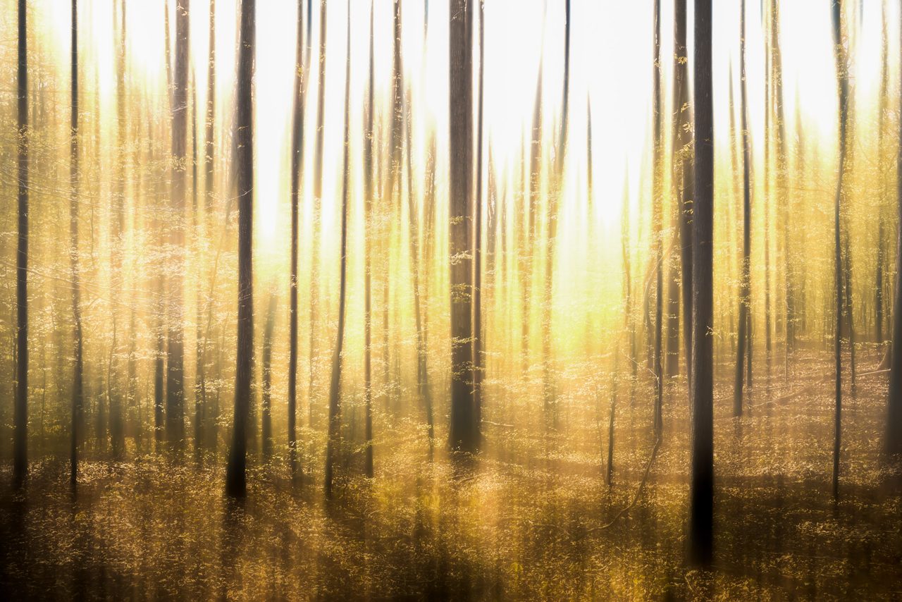 Trunks streaked in golden light.
