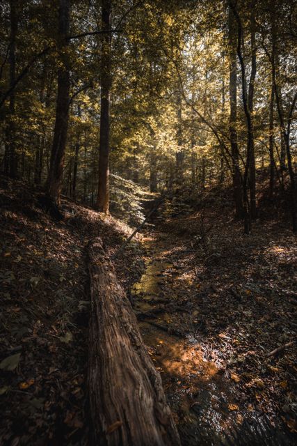 A lit stream threading the dark, a fallen log leading in.