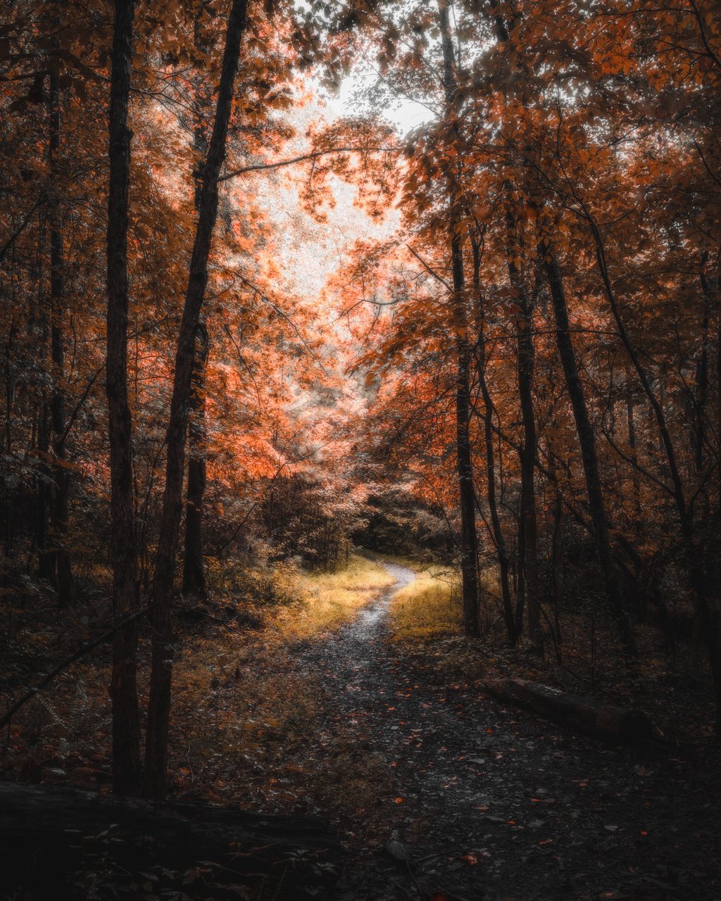 A path into a wood burning orange, light at its end.