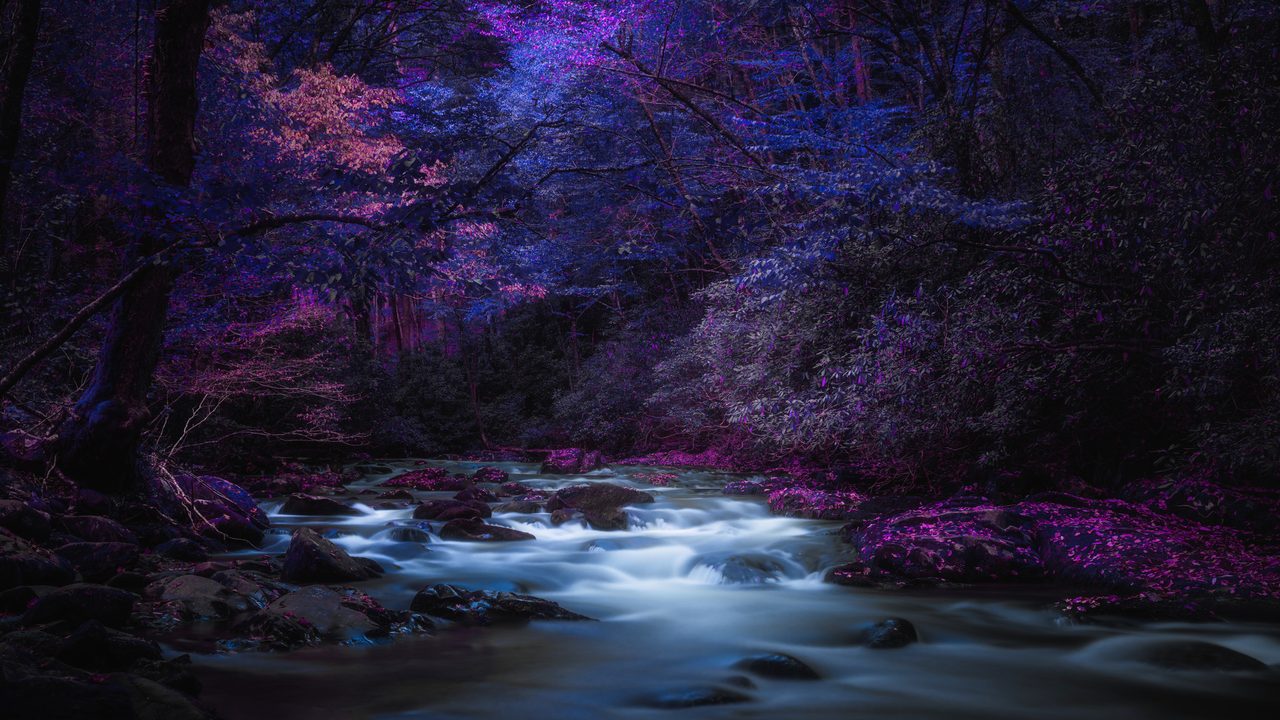 A violet and magenta canopy standing over a pale river.