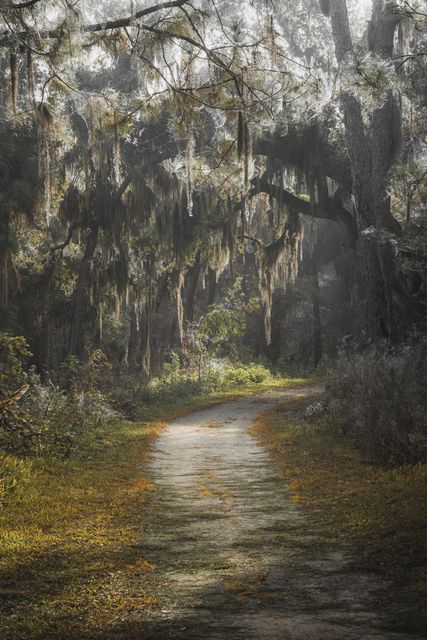 A path curving under moss hung oaks.