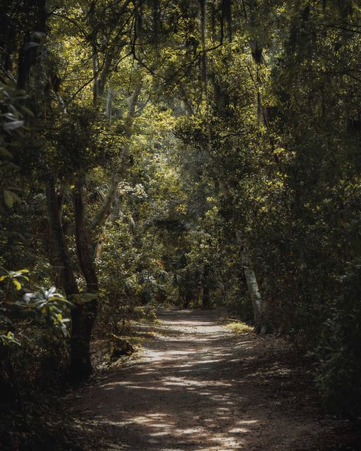 A shaded path through palms and oaks.