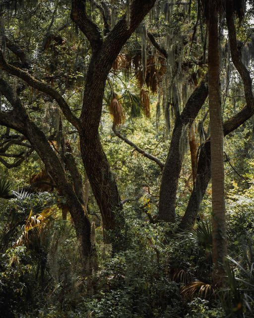 Twisting oak limbs over dense palmetto.