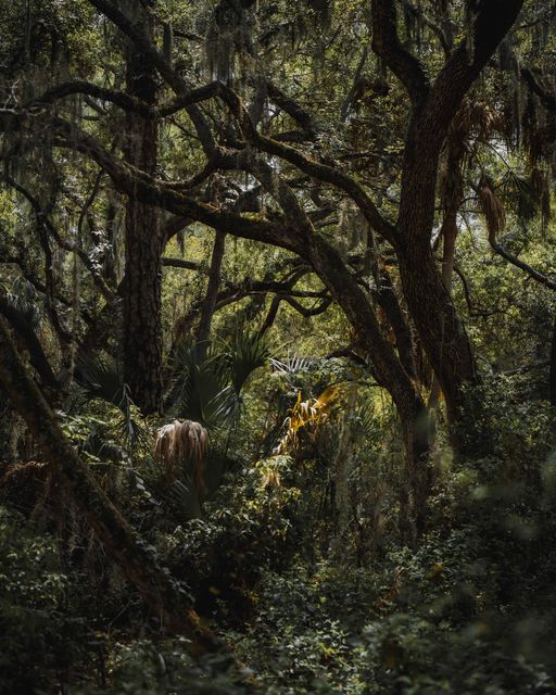 Dark tangled oaks above palmettos.
