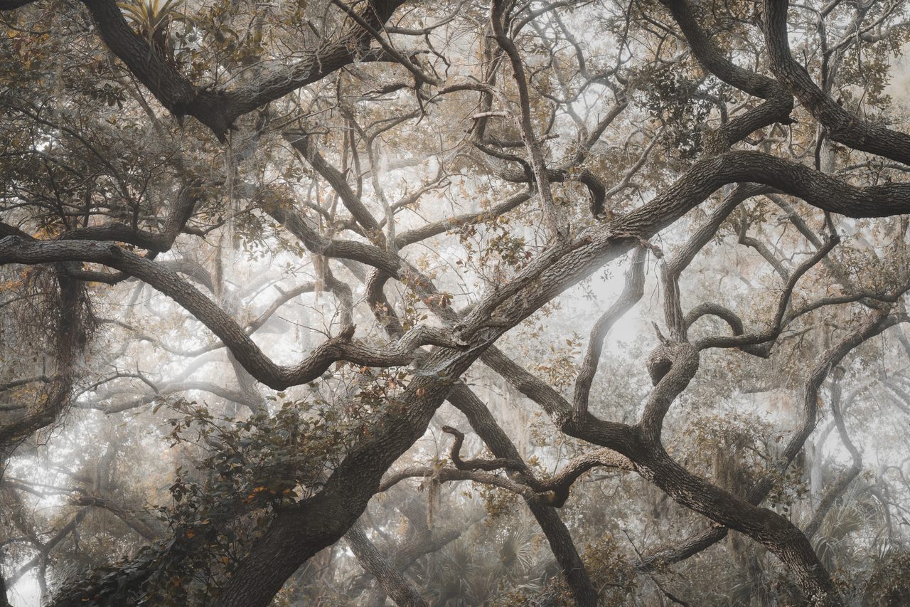 Two mossy limbs crossing in fog.