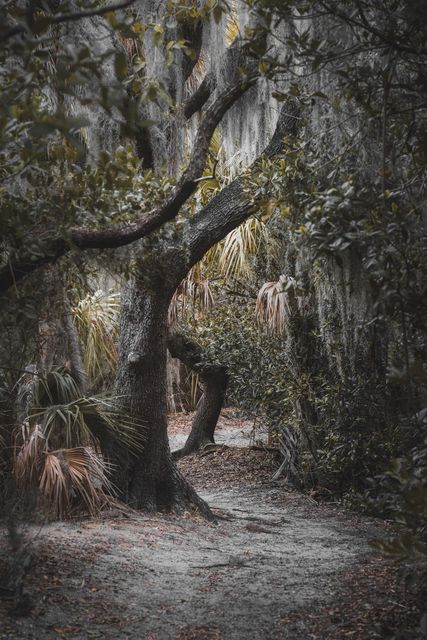 A pale sand trail under mossy oaks.