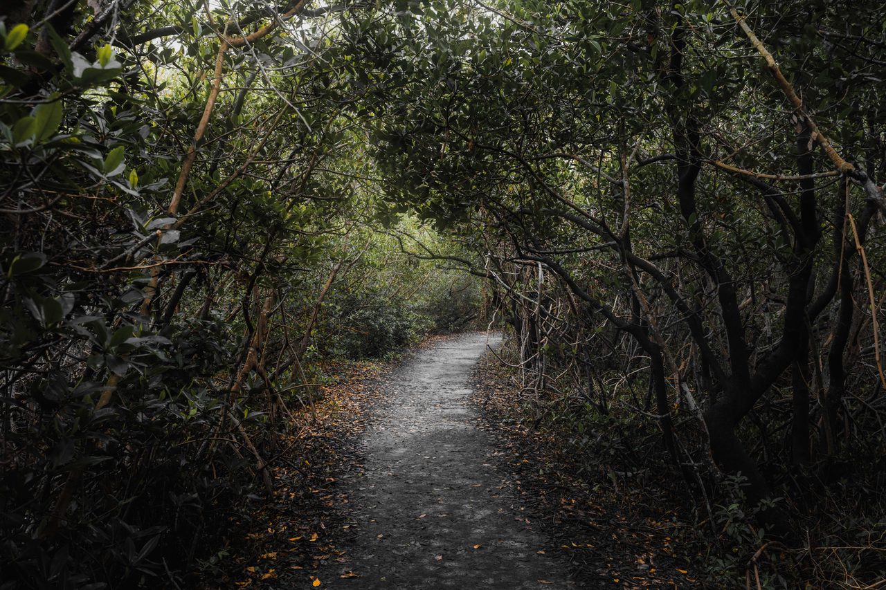 A path entering a dark hammock.