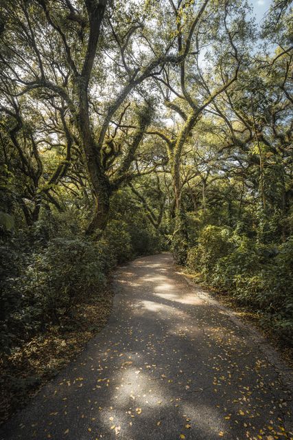 A leaf strewn path under arching oaks.