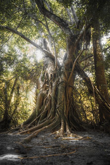 A buttressed fig standing in backlight.