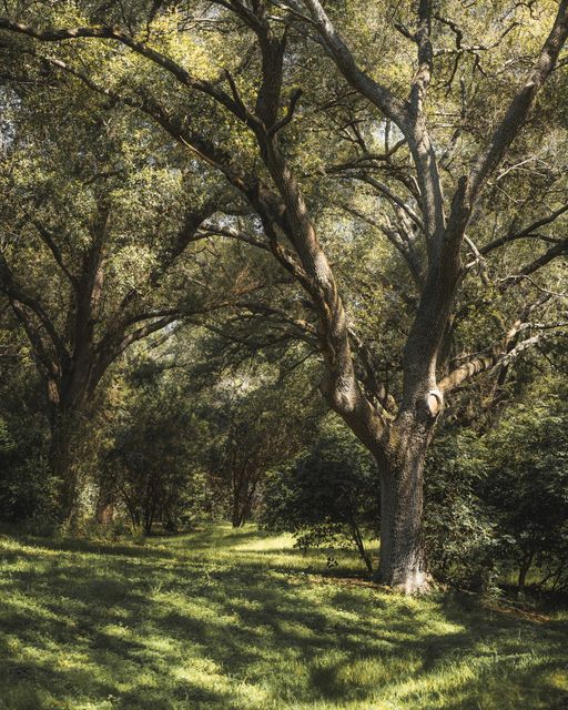 Live oaks standing over open ground.