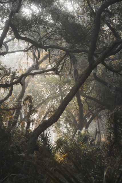 Oak crowns meeting in mist.