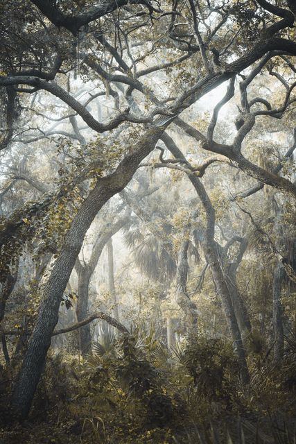 A gnarled oak reaching through fog.