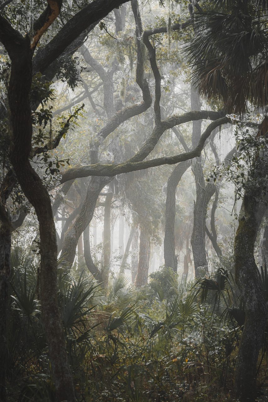 A misted live oak and palmetto hammock.