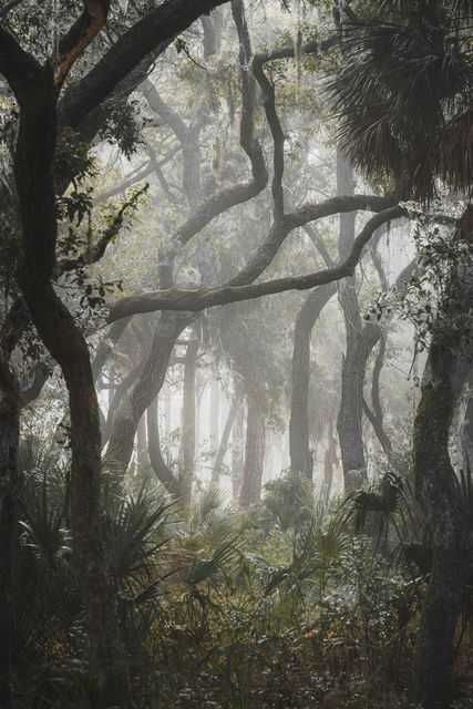 A misted live oak and palmetto hammock.