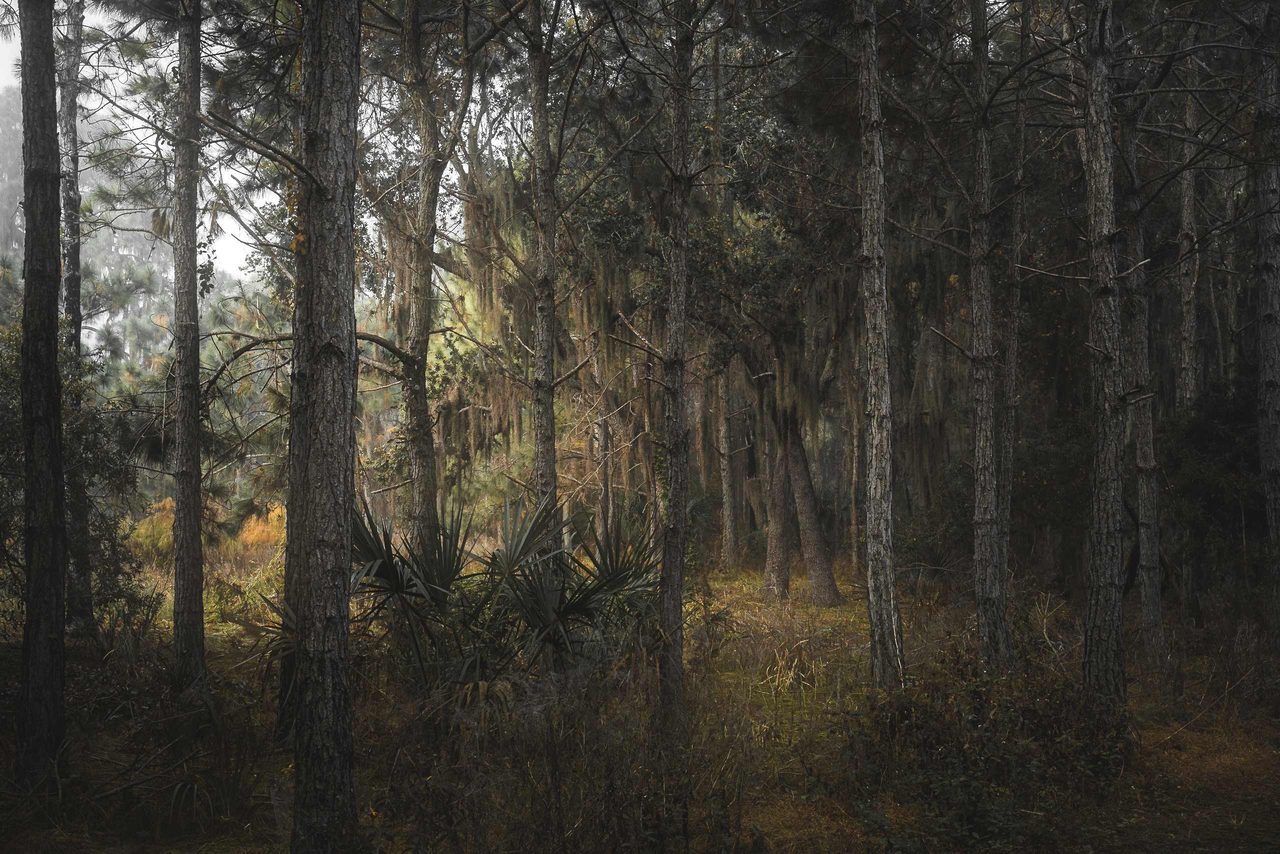 Thin pines in a grey wood.