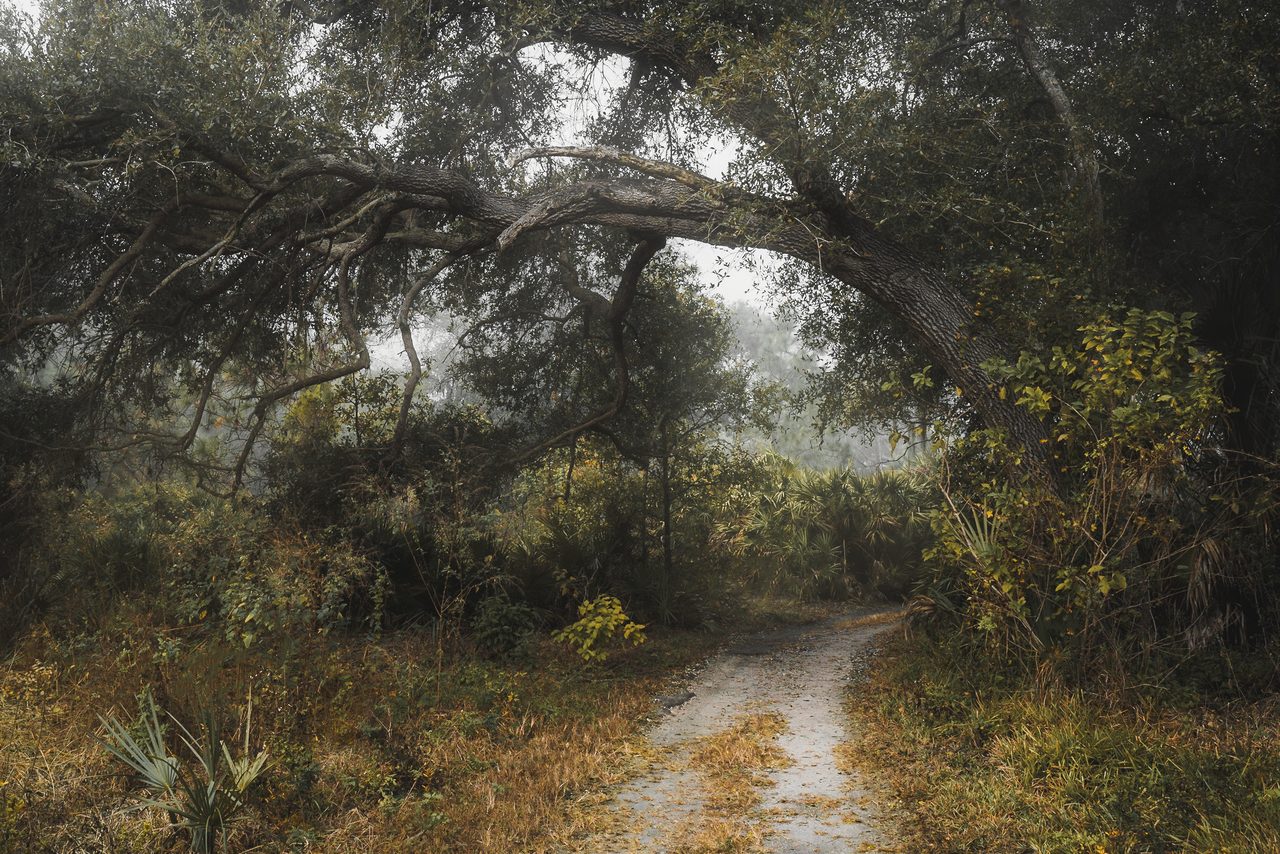 A dirt track through misty scrub.
