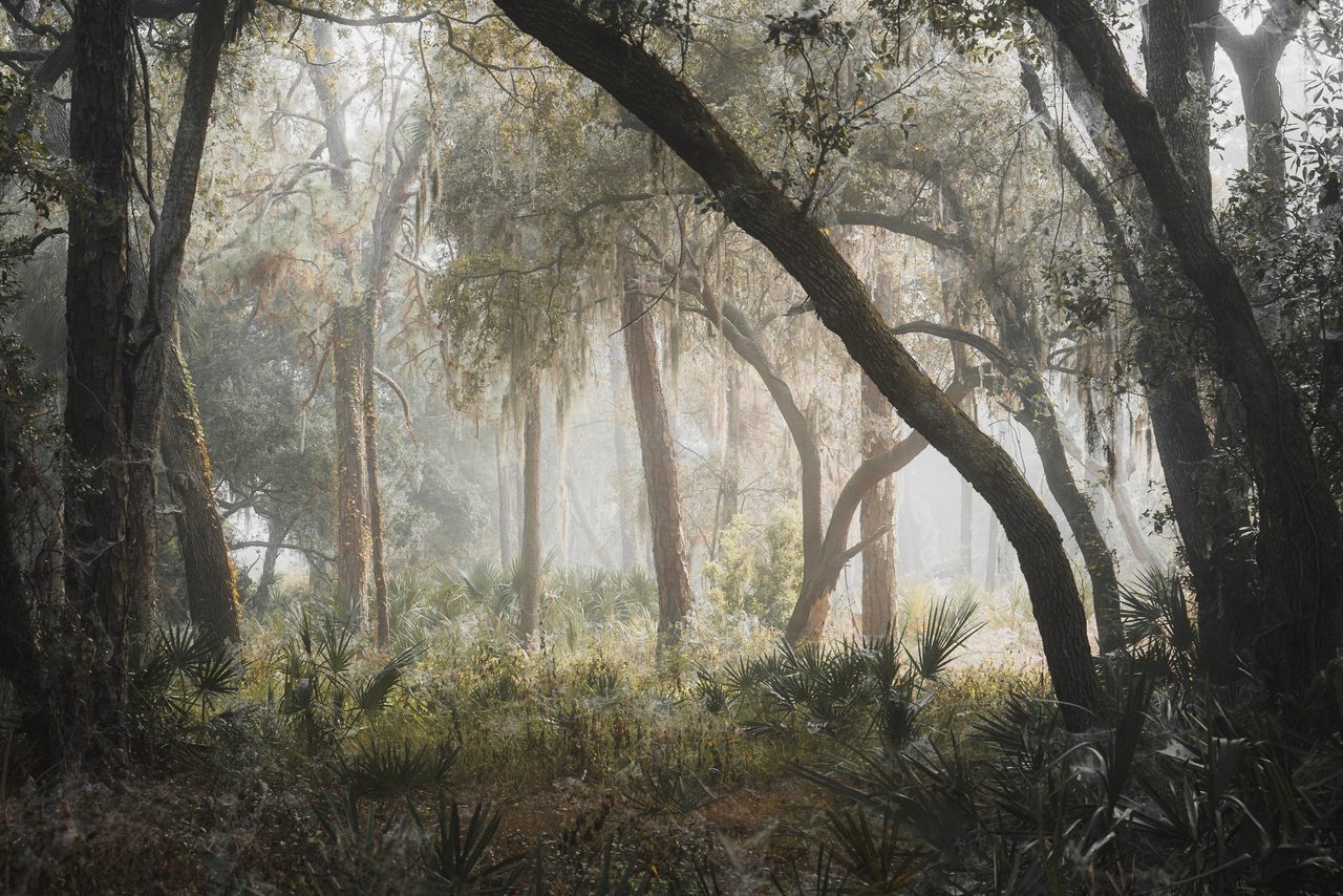 Oaks and palmettos in morning fog.