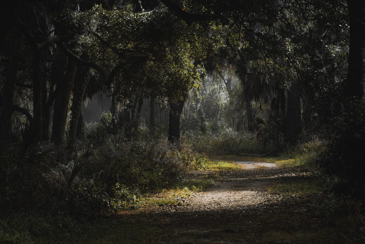 A path under a fog lit hammock.