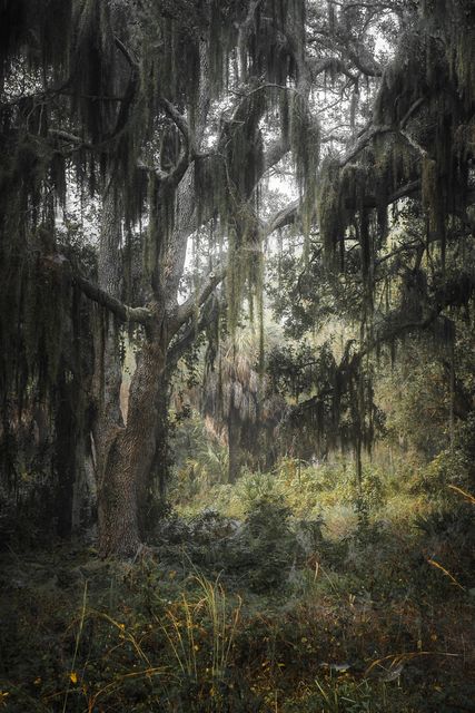 Moss draped oaks in white mist.