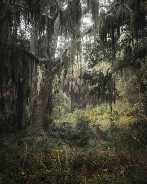 Mossy oaks over palmetto in mist.