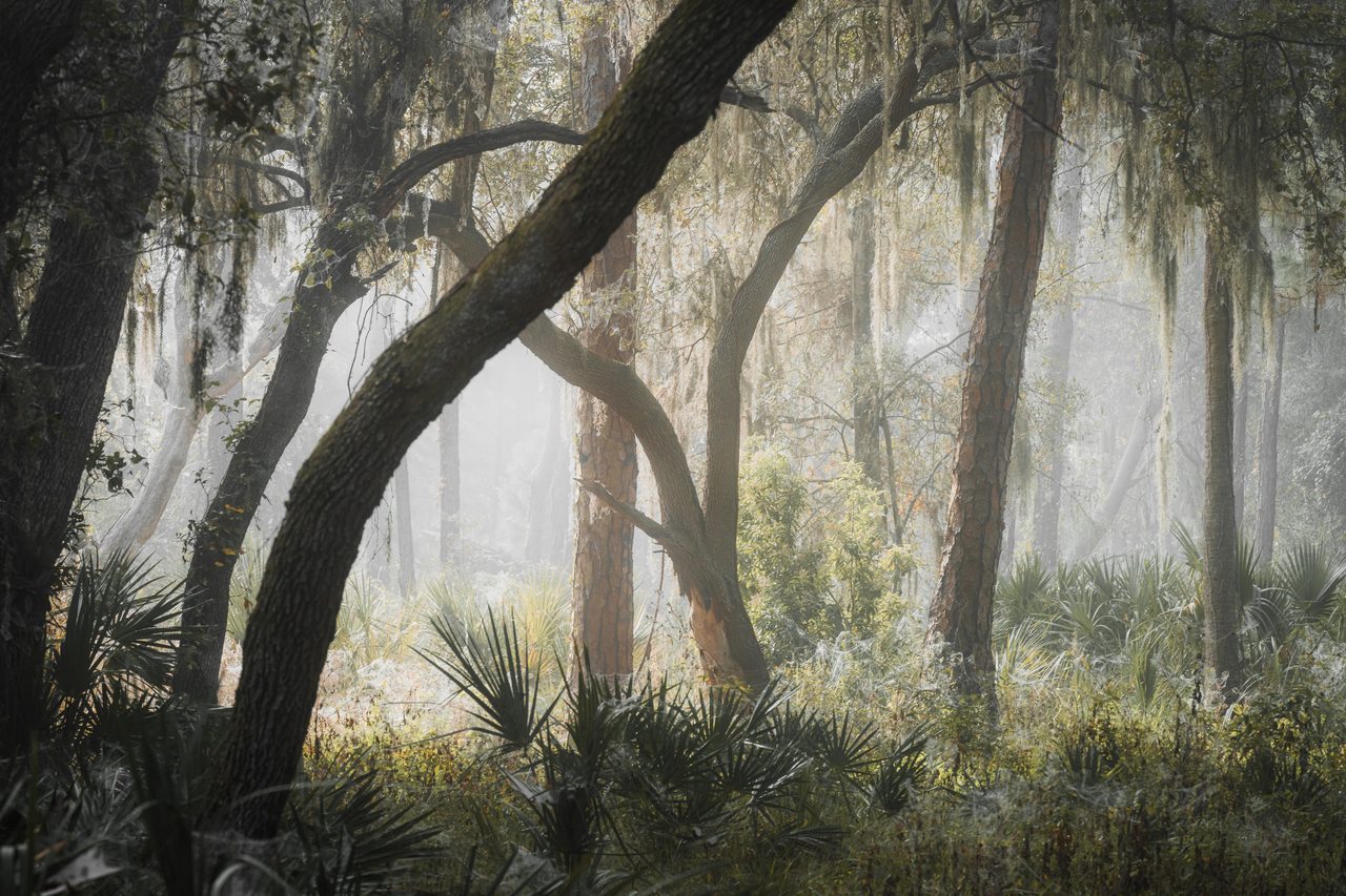 Sunbeams breaking into a dark hammock.
