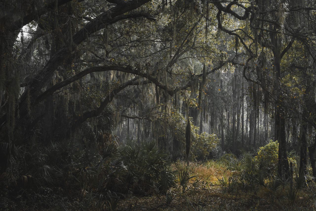A low oak canopy over a path in fog.