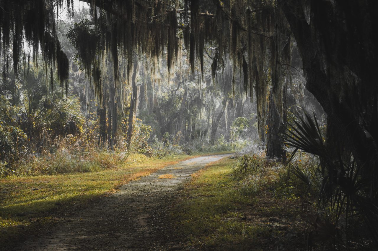 A grass path under moss hung oaks.