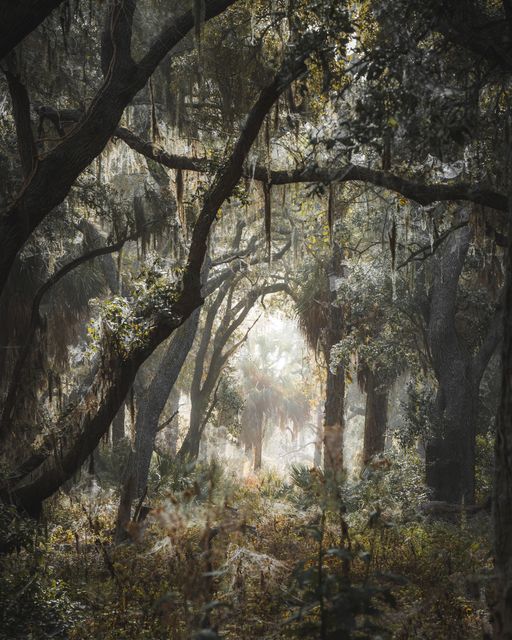 An oak and palms grown together.