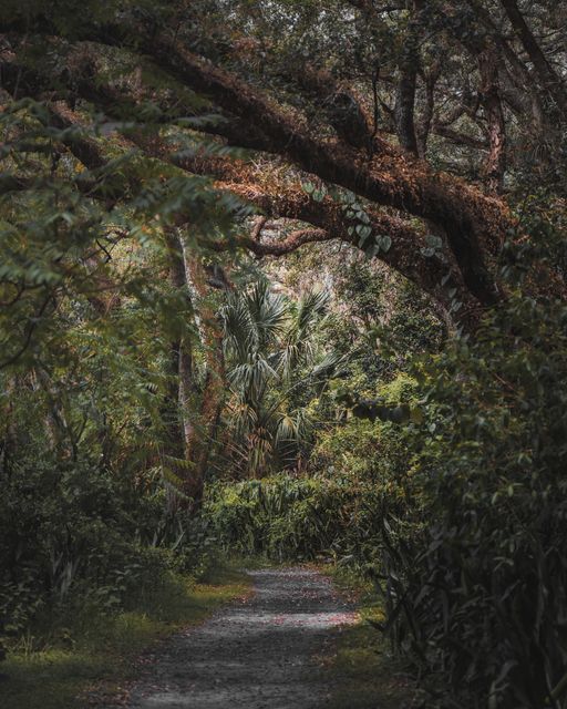 A red tinged oak crown over a trail.